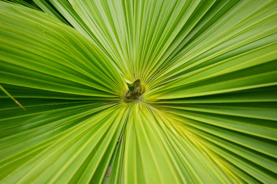 Palm Leaf Fan Blades vs Wooden Fan Blades — Palm Leaf Blades